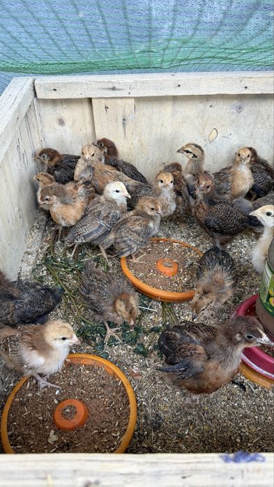 Корейские цыплята ханхяп возраст 40 дней