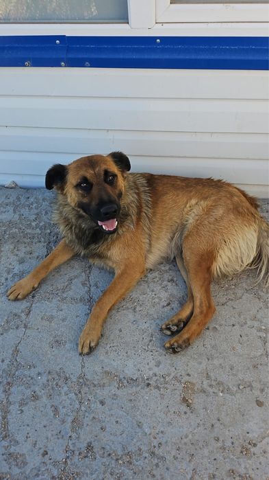 Отдам кобеля в хорошие руки