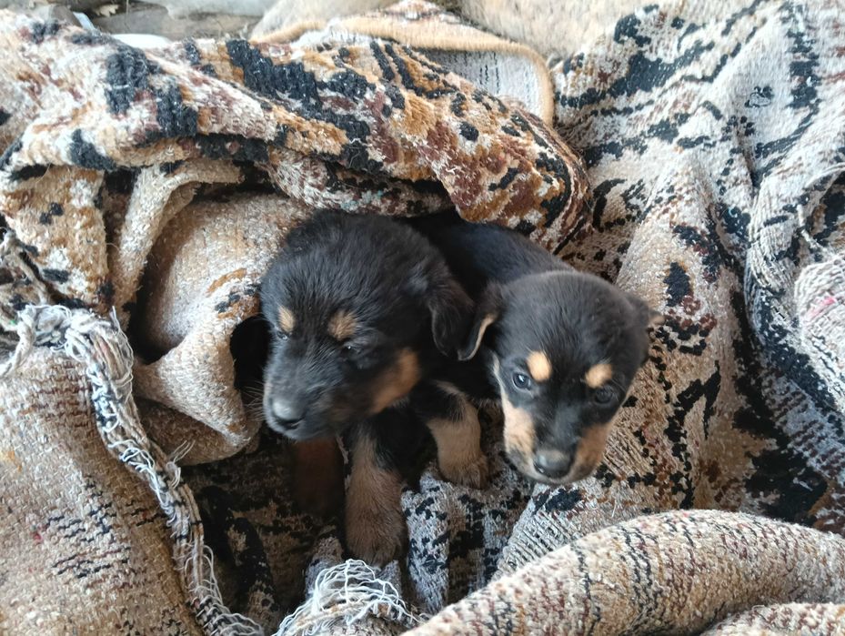 Ofer spre adopție doi cățeluși (fetiță și băiețel)