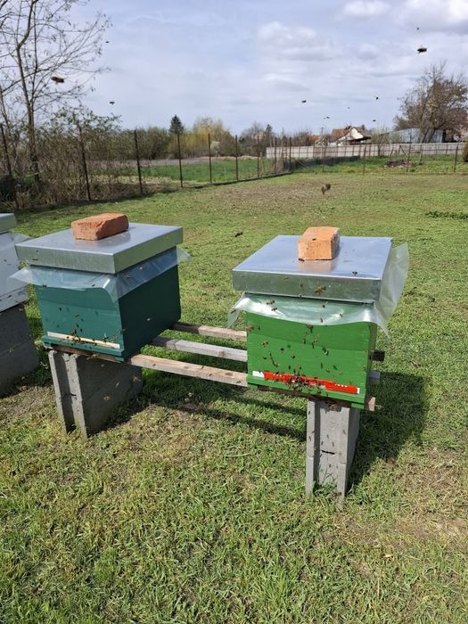 Familii de albine si roiuri Arad