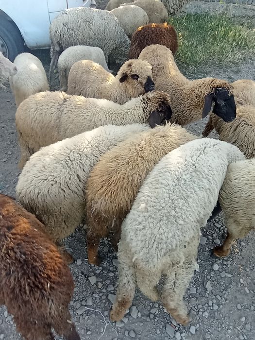 Vând miei de tăiat sau de crescut preț 350 lei bucata