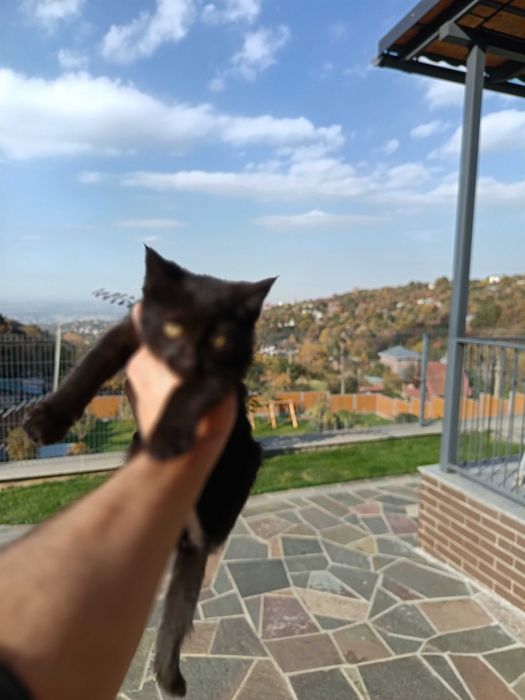 Отдам кошки котят бесплатно