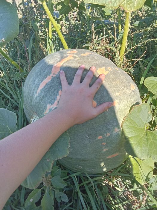 Таква домашняя большая