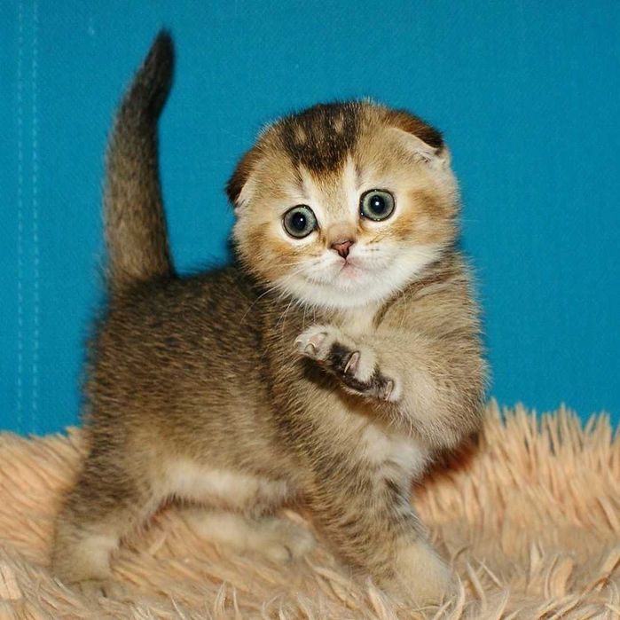 Продам вислоухих Шиншилл