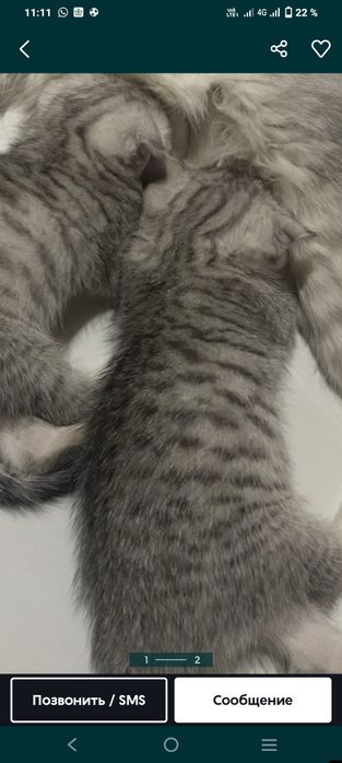 Котенок шатландец