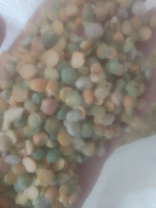 Отходы Зерноотходы Отруби Овсюг Колоски