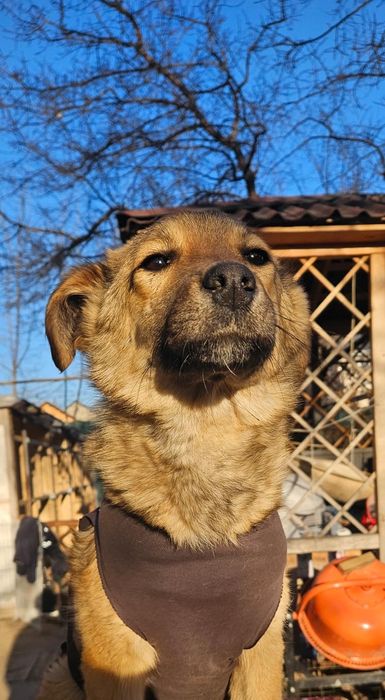 Щенки в добрые руки