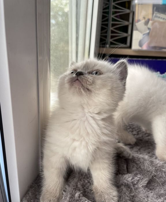 Британские котята мальчики 1.5мес
