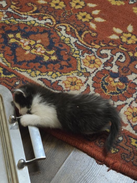Котята красивые игривые будущие крысоловы