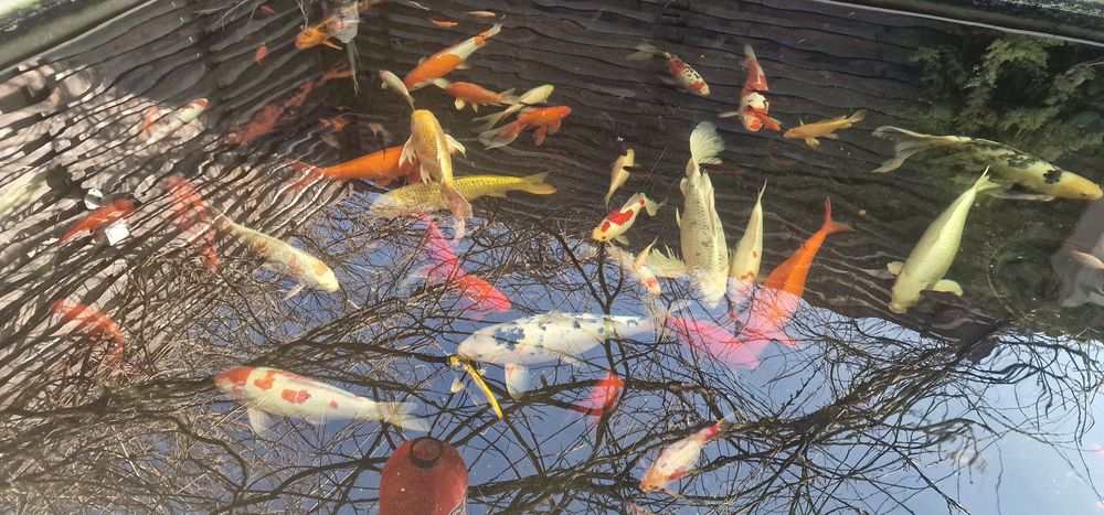 Crap koi și caras ornamental