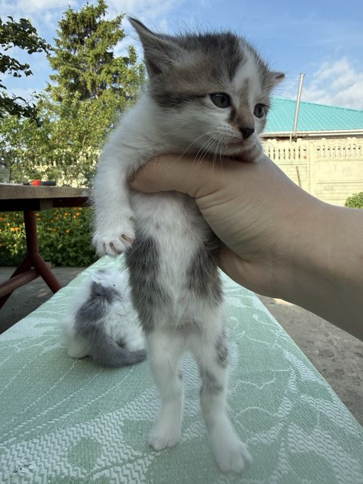 Котики в хорошие руки