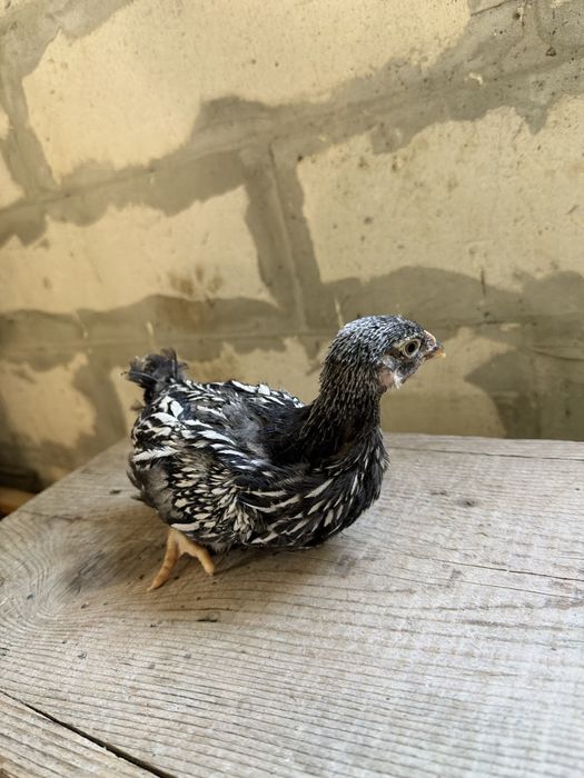 Wyandotte si Australorp negru 6 saptamani/4 saptamani