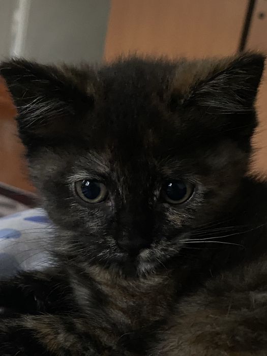 Котяты отдам даром