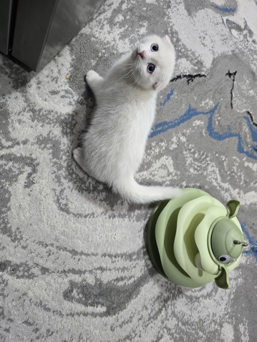 Продется скоттиш фолд, 2мес. Мальчик