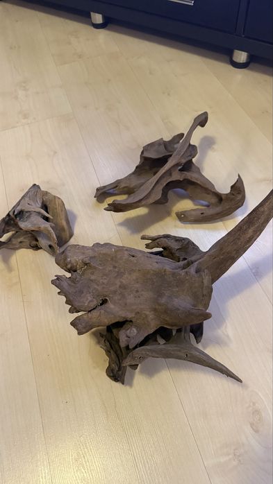 Мангровые коряги