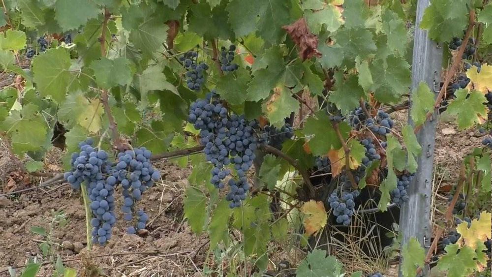 Struguri de vin adusi acasa diverse soiuri albi-negri, preț producător livrare la locație în jud. Tulcea - Constanța