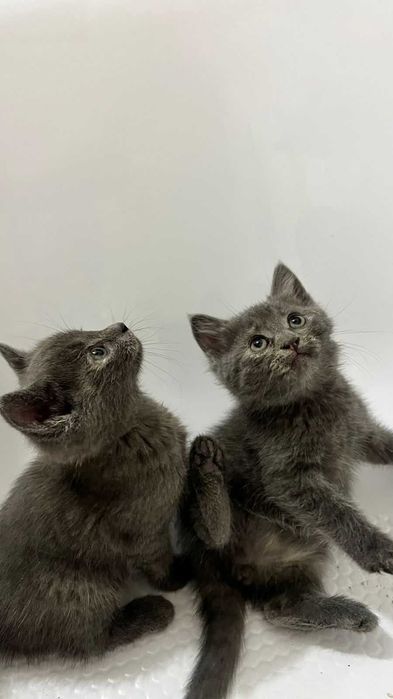 Отдам котят в добрые руки