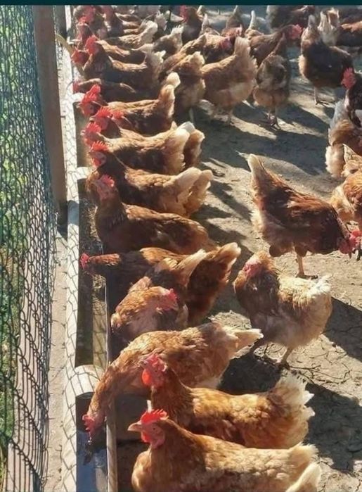 Gaini de oua de vanzare