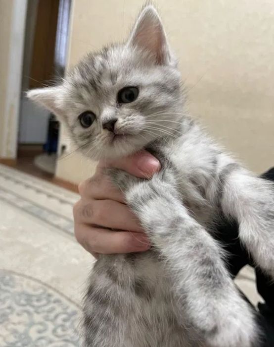 Британские малыши 1.5 мес
