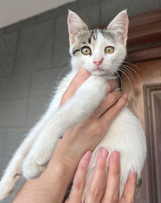 Котенок ищет любящую семью
