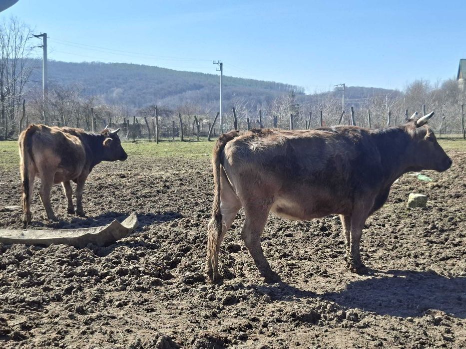 Vaci gestante de vânzare