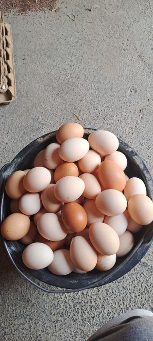 Сенди товуклар сотилади