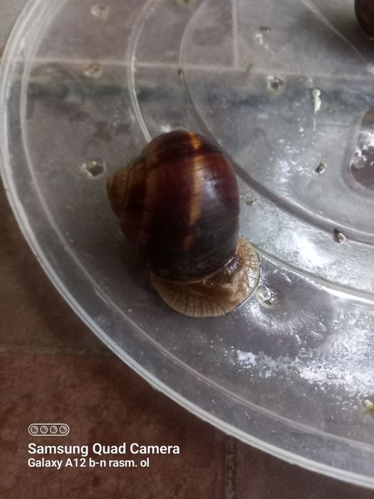 Ulitkalar bor .Toshkent shahar Yunisobod tumani srochna sotaman .