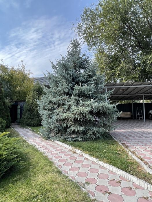 Голубая Ель