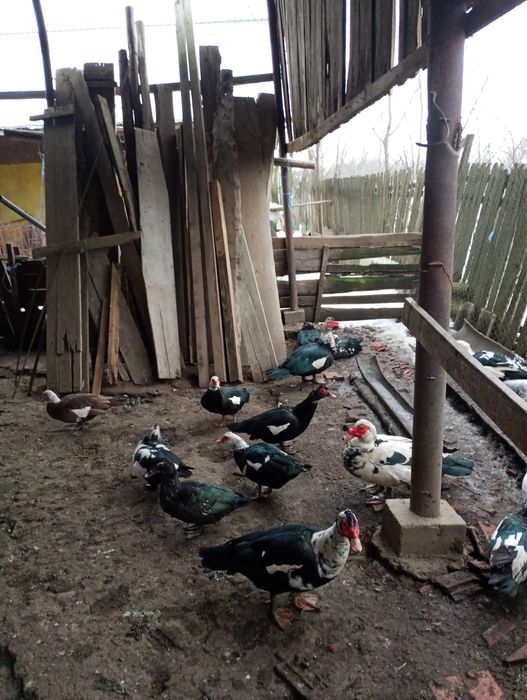 Vand Rate Leşeşti si Curcani