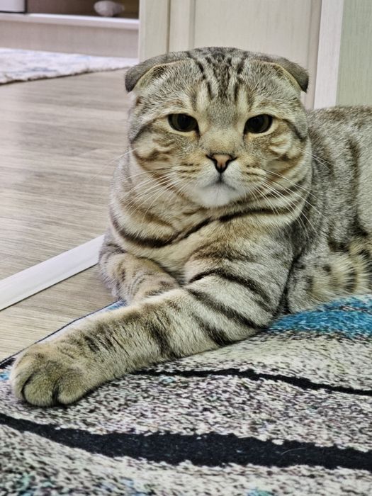 Продам кота (смесь Бенгальский + Британский)
