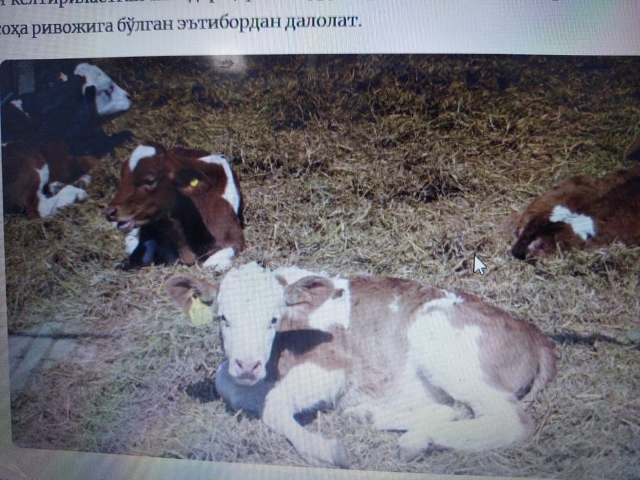 Chorva Mollari Sotiladi