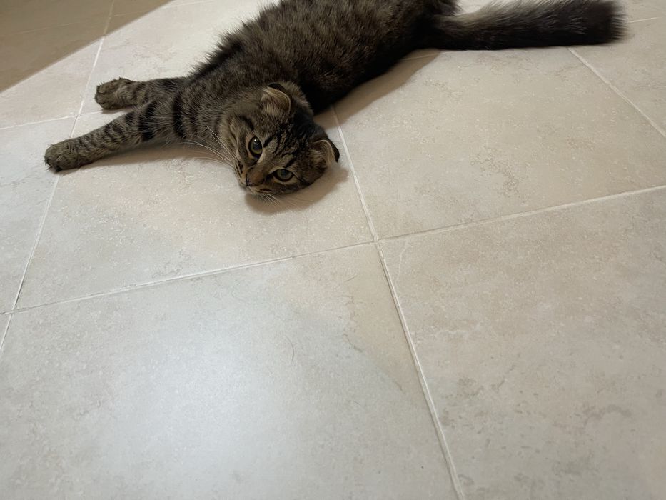 Кошечка кошечка кошечка ищет дом