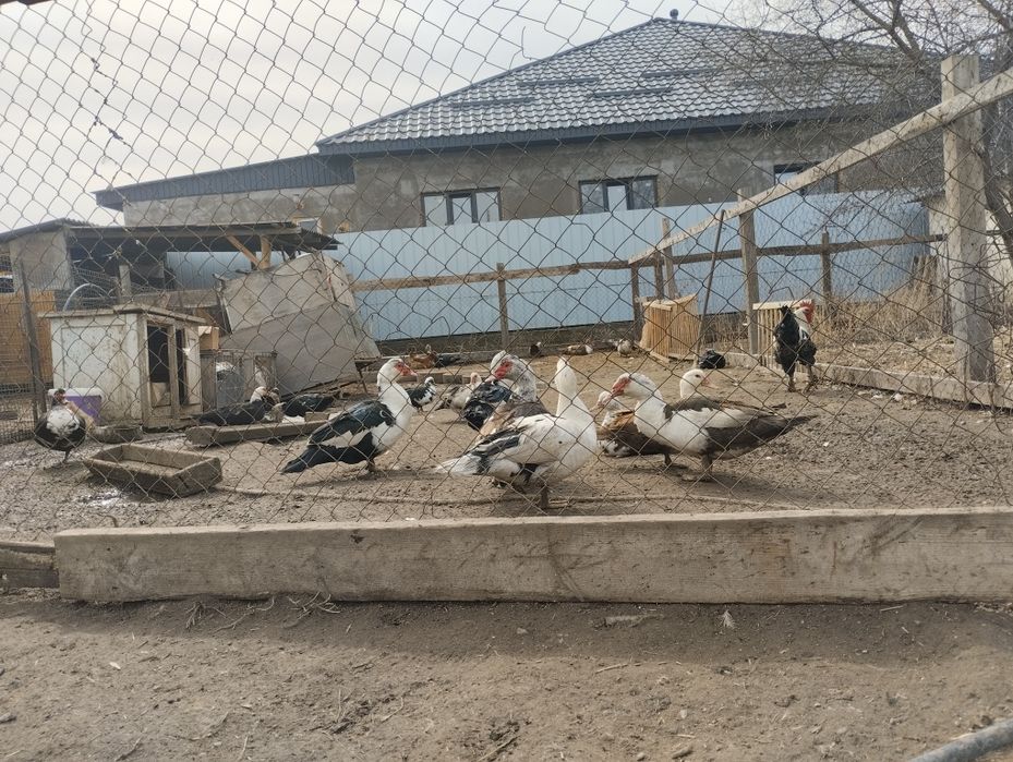 Продам домашних уток