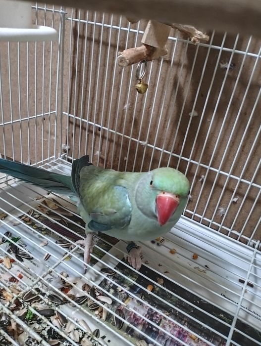 Papagal Micul alexandru