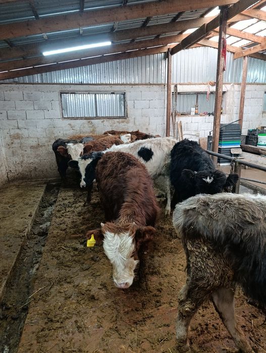 Продаются бычки подсосы