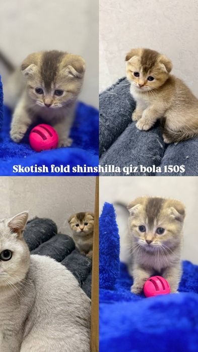 Mushuklar scotish fold shinshila , scotish strayt