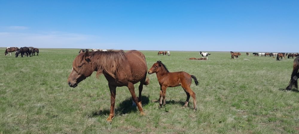 Жас бие сатылады/ продам кобылу