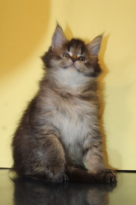 Мейн-кун мальчик