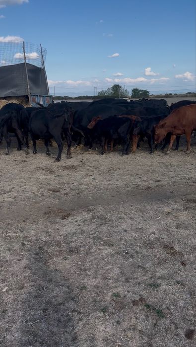 10 Vaci Aberdeen Angus cu viței