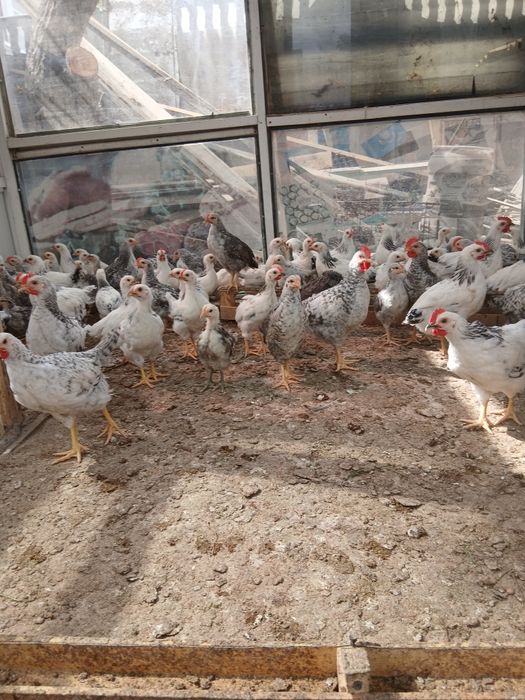 Цыплята/курицы/петухи