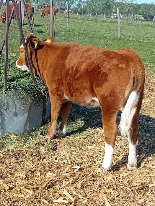 Vand vitea baltata din linie de lapte