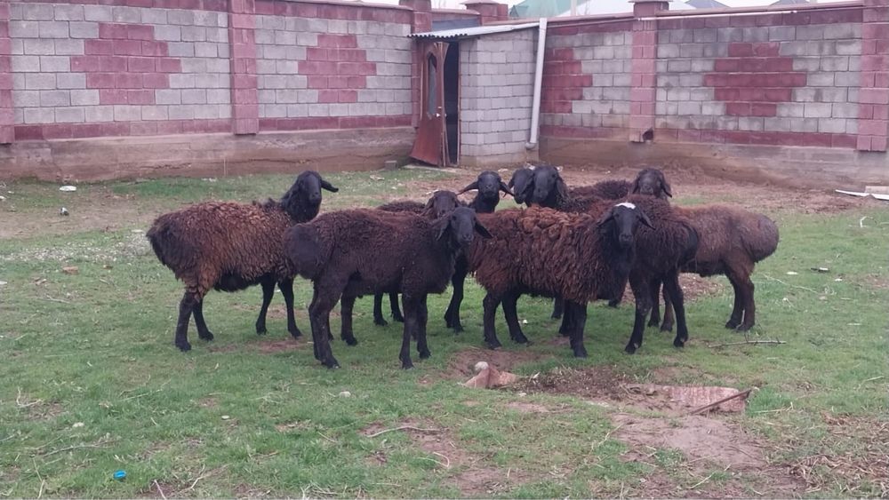 2 саулық  5 қошкар