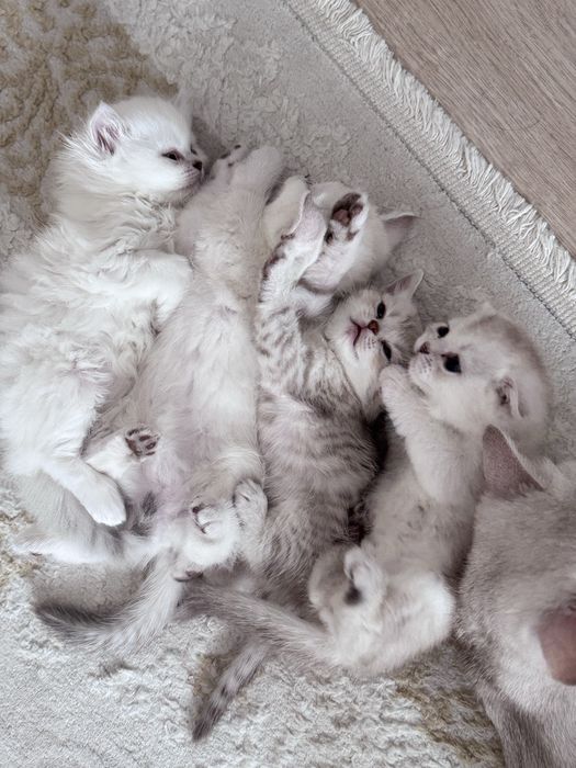 Котятки на продажу
