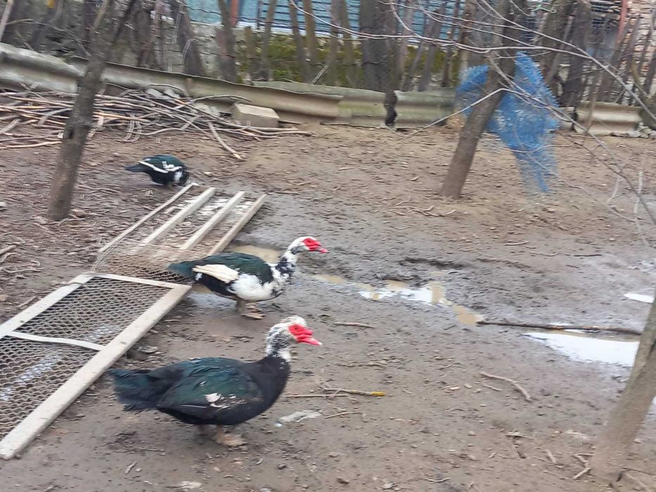 Oua incubat rață leseasca