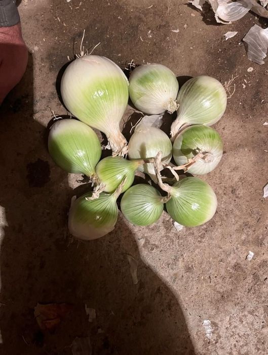 Стардаст Белый лук