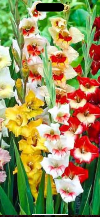 Bulbi de gladiole irisi crini narcise lalele bujori