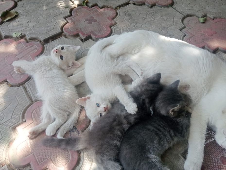 Котята бесплатно!