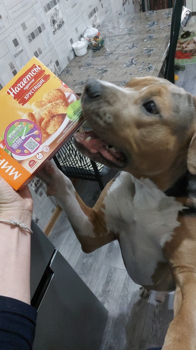 Американский стаффордширский терьер