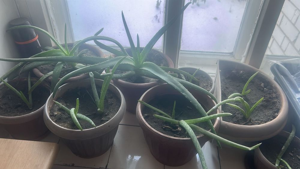 Продам алой домашний сочный лечбный