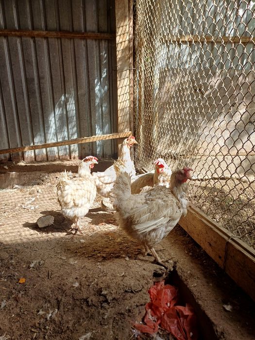 Коралл тауық 2000тг